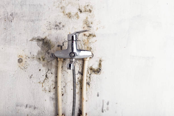Best DIY Mold Remediation Support Services in Robstown, TX