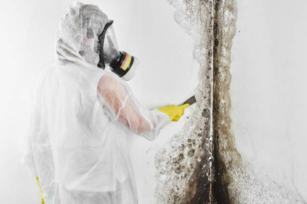 Best Mold Remediation for Specific Building Types in Robstown, TX