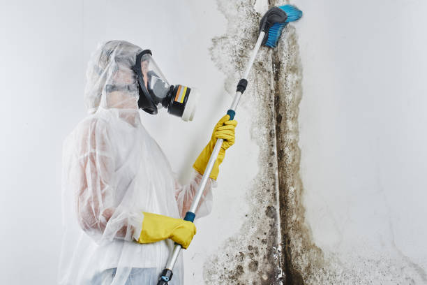 Best Mold Remediation for Specific Building Types in Robstown, TX