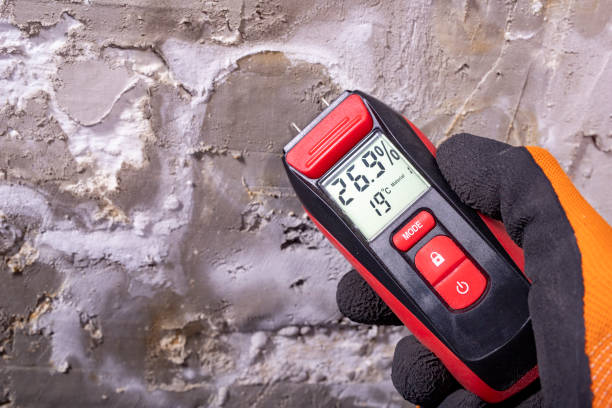 Best Basement Mold Remediation in Robstown, TX