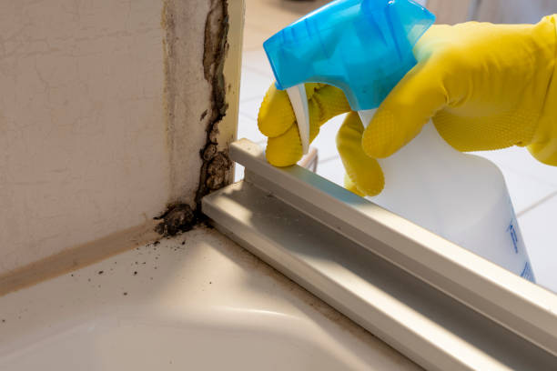 Best Preventive Mold Services in Robstown, TX