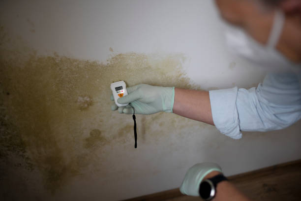 Best Mold Testing and Inspection Services in Robstown, TX