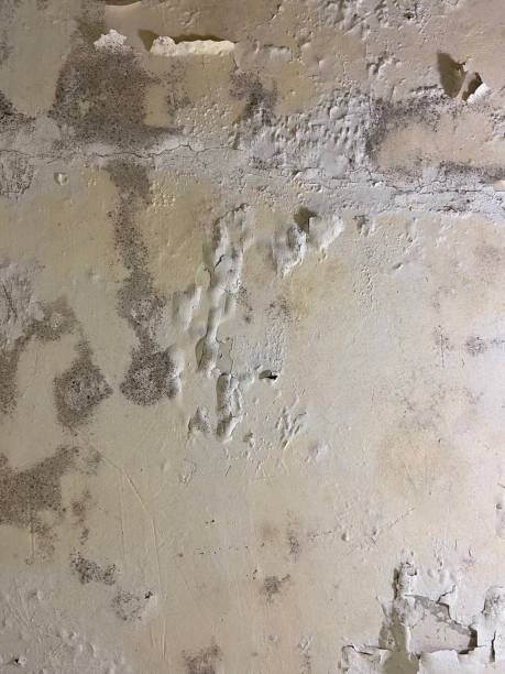 Best Post-Flood Mold Remediation in Robstown, TX