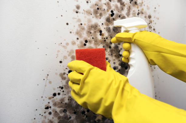 Best Basement Mold Remediation in Robstown, TX