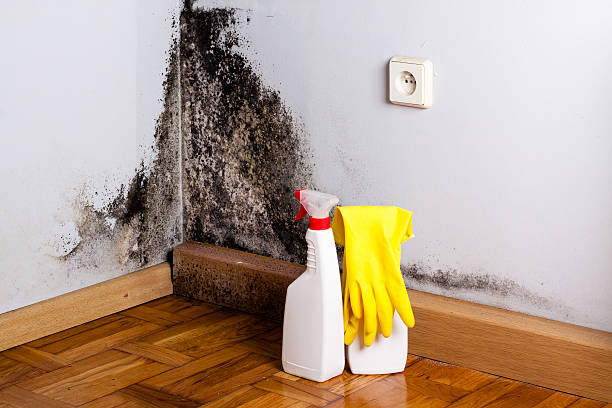 Best Emergency Mold Remediation in Robstown, TX