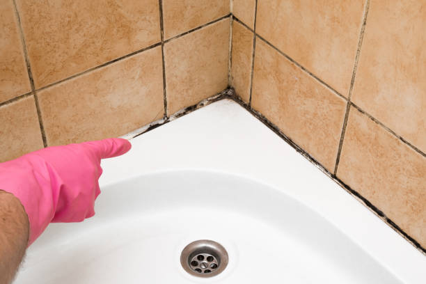 Best Preventive Mold Services in Robstown, TX