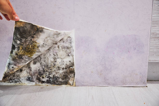Best Post-Flood Mold Remediation in Robstown, TX